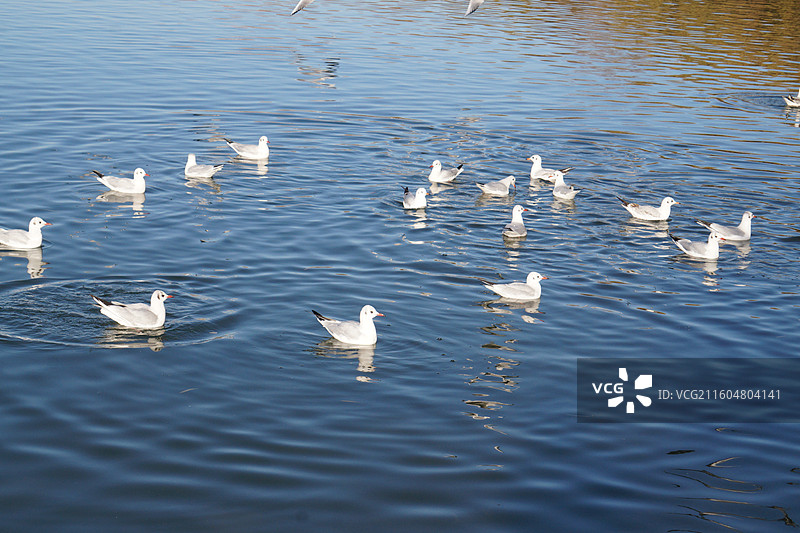 银川海宝公园湖面上的红嘴鸥图片素材