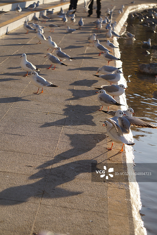 银川海宝公园湖面上的红嘴鸥图片素材