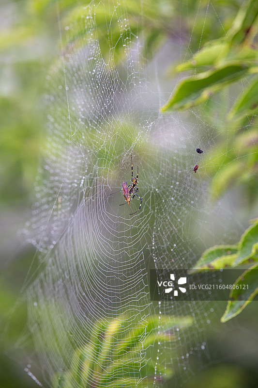 朝阳凤凰山图片素材