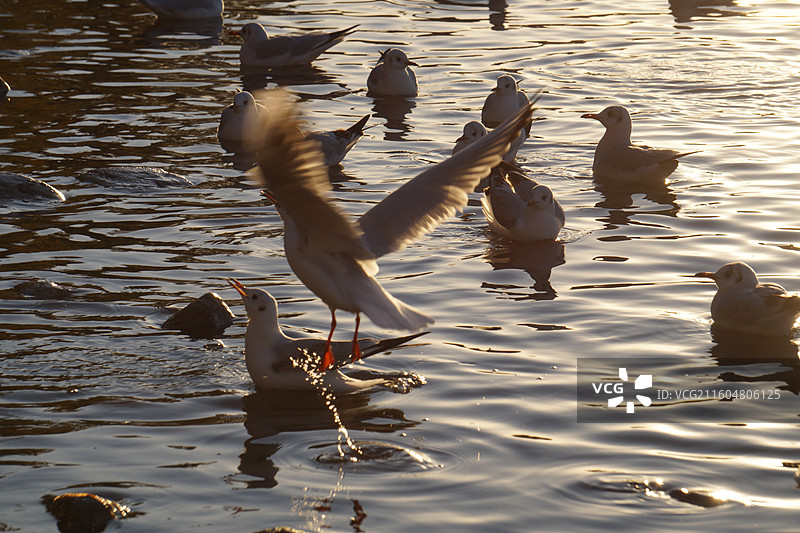 银川海宝公园湖面上的红嘴鸥图片素材