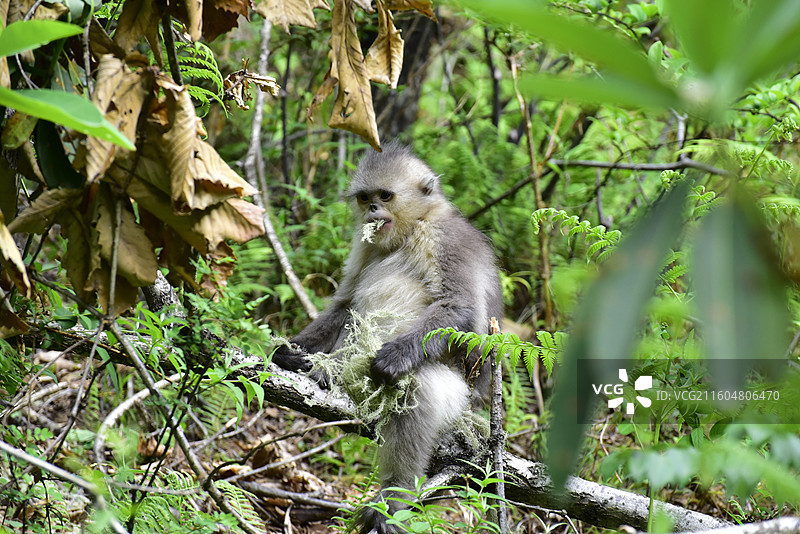 云南坐在树上的野生动物滇金丝猴仰鼻猴特写图片素材