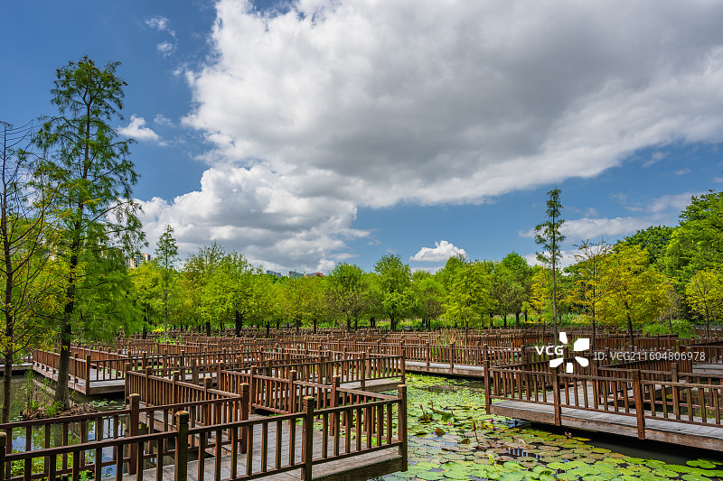 厦门五缘湾湿地公园中的木制栈道与池塘景色图片素材