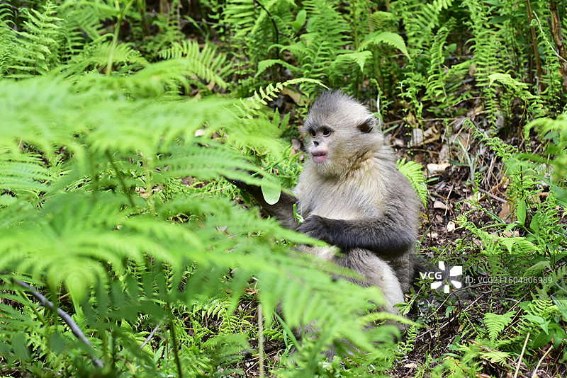 云南野生动物滇金丝猴仰鼻猴特写图片素材