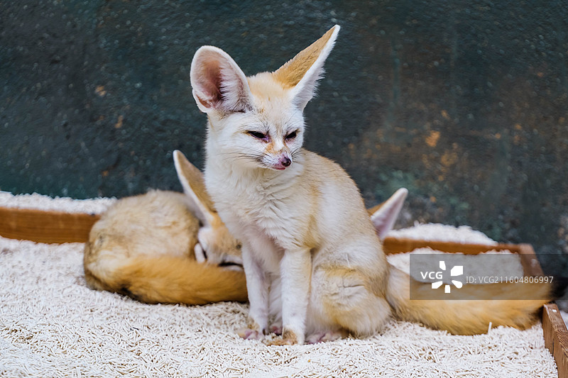 用猫砂的耳廓狐一家特写图片素材