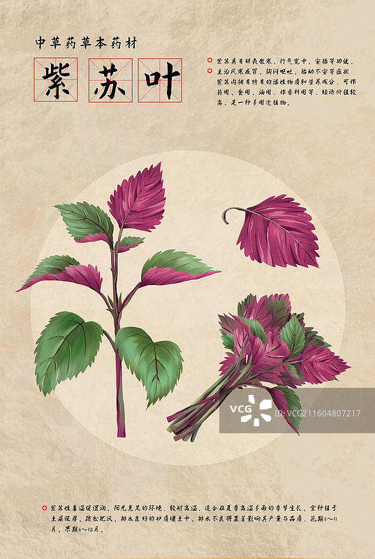 中药材紫苏叶插画海报图片素材