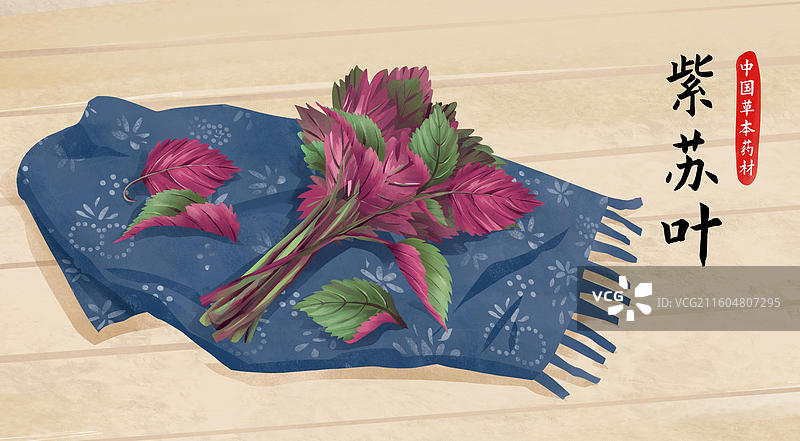 中药材紫苏叶插画海报图片素材