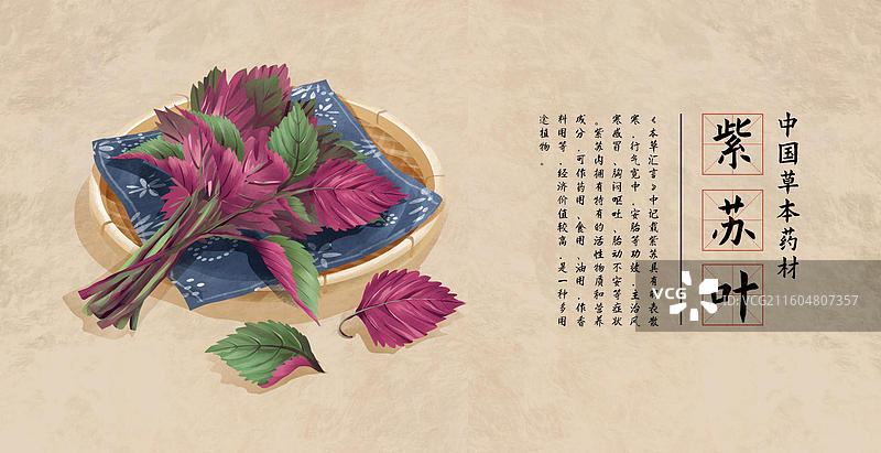 中药材紫苏叶插画海报图片素材