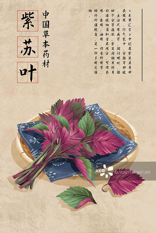 中药材紫苏叶插画海报图片素材