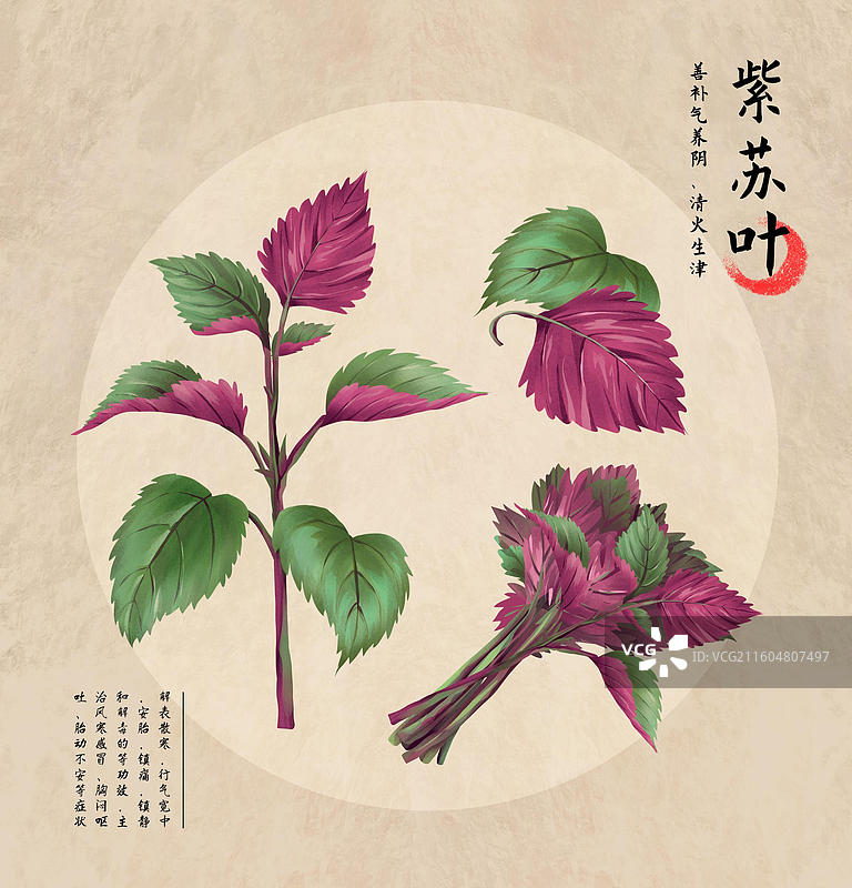 中药材紫苏叶插画海报图片素材