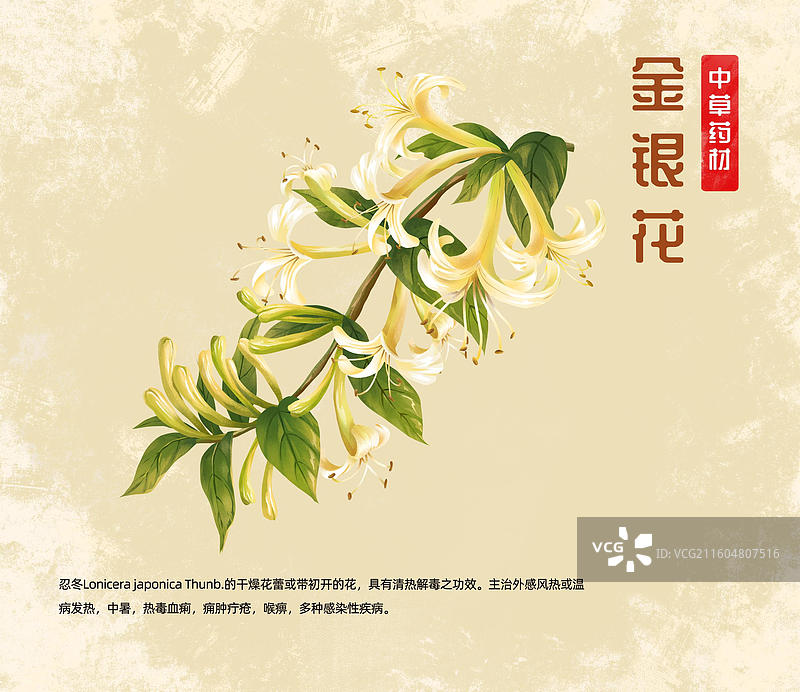 中药材金银花忍冬插画海报图片素材