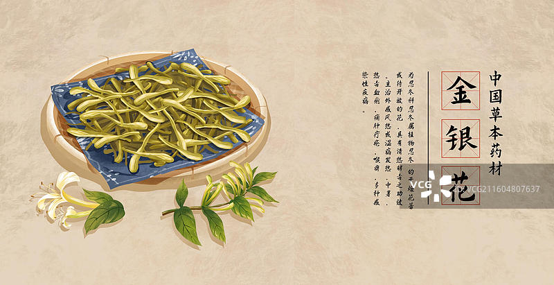 中药材金银花忍冬插画海报图片素材