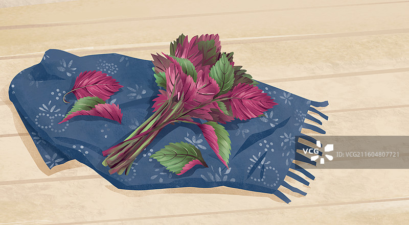 中药材紫苏叶插画图片素材