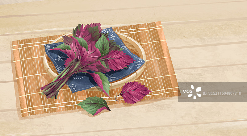 中药材紫苏叶插画图片素材