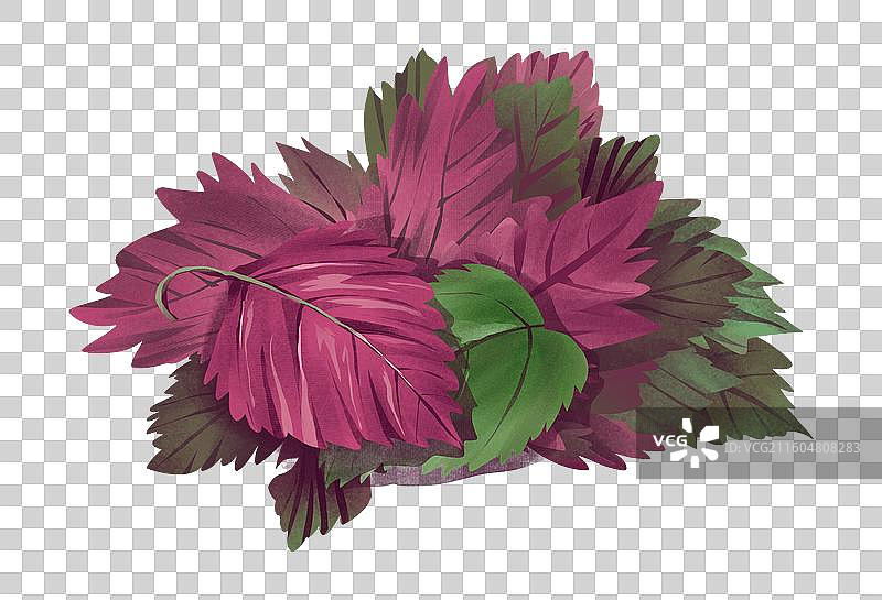 中药材紫苏叶图片素材