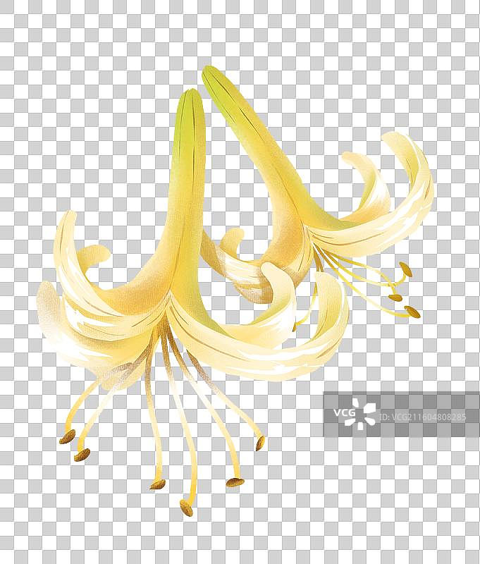 中药材金银花忍冬图片素材