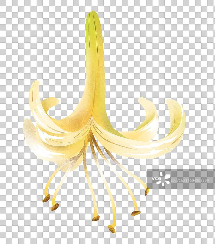 中药材金银花忍冬图片素材