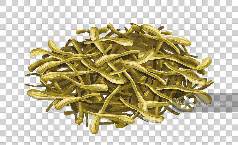 中药材金银花忍冬图片素材