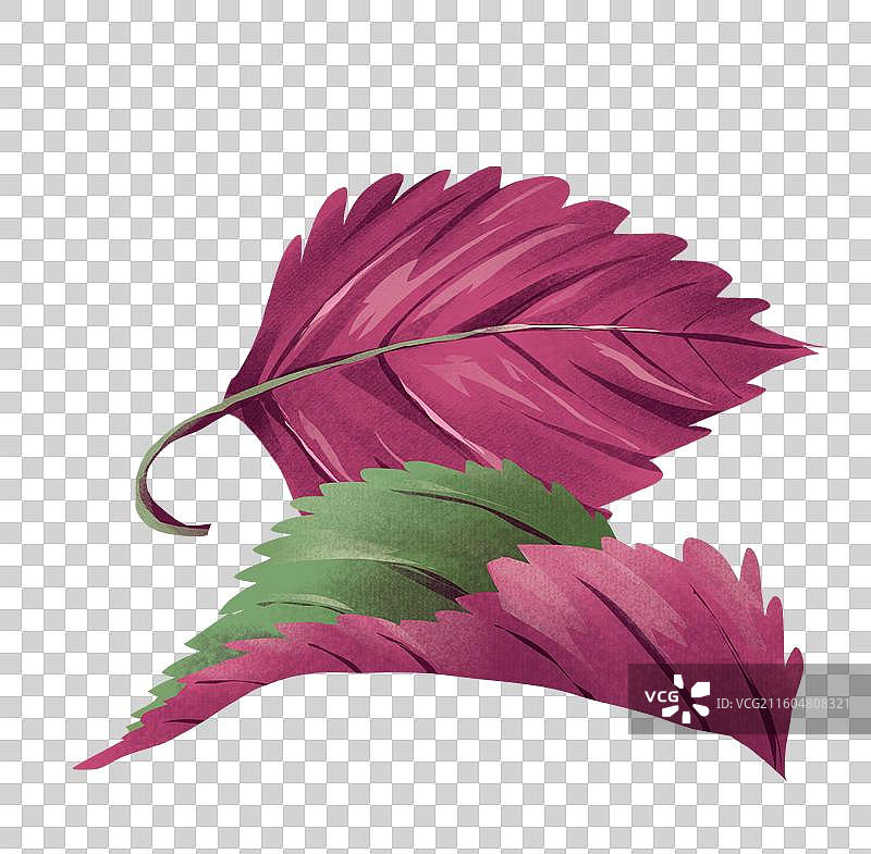 中药材紫苏叶图片素材