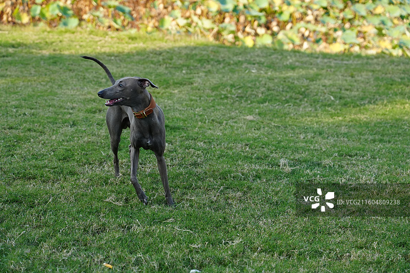 宠物 狗 灵缇犬 意大利灵缇 草地 郊游 奔跑 玩图片素材