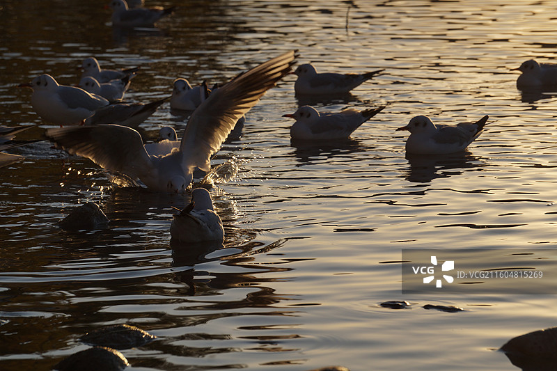 银川海宝公园湖面上的红嘴鸥图片素材