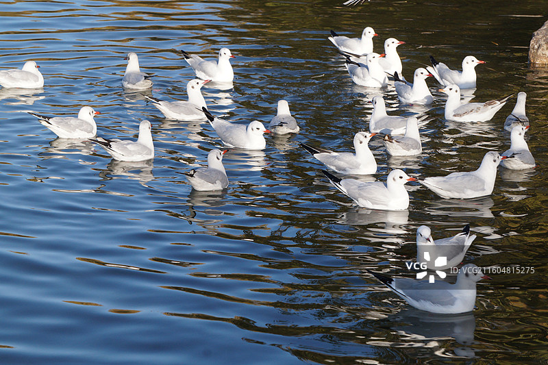 银川海宝公园湖面上的红嘴鸥图片素材