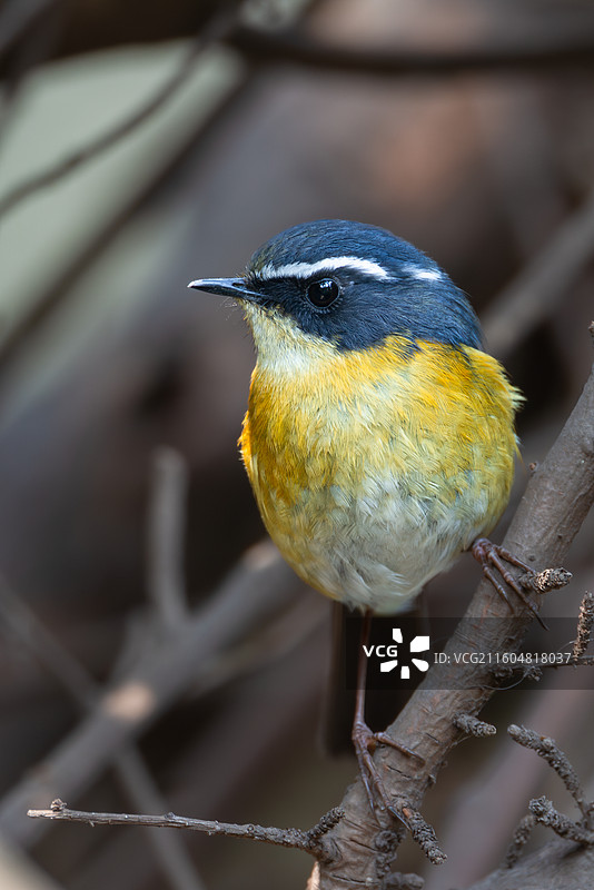 野生鸟类白眉林鸲雄鸟特写图片素材