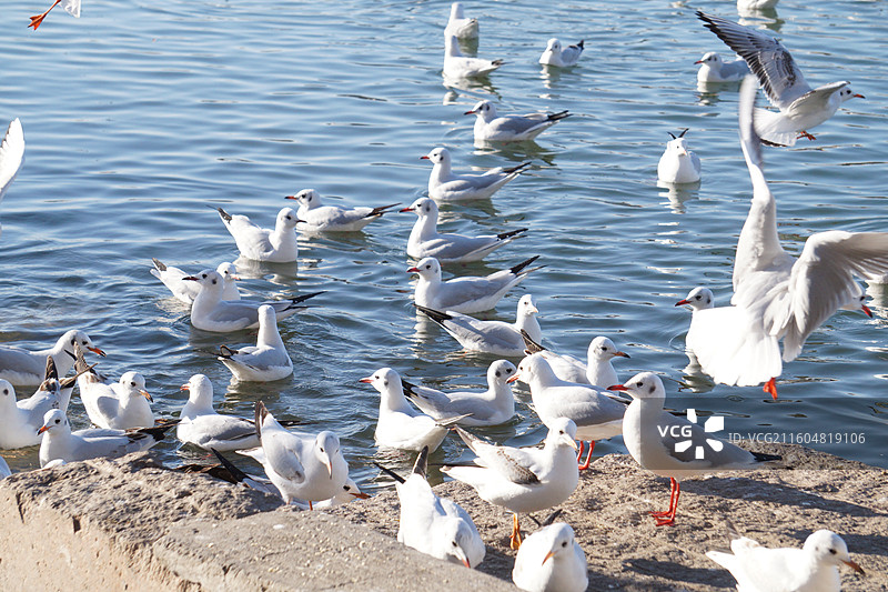 银川海宝公园湖面上的红嘴鸥图片素材
