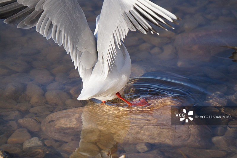 银川海宝公园湖面上的红嘴鸥图片素材