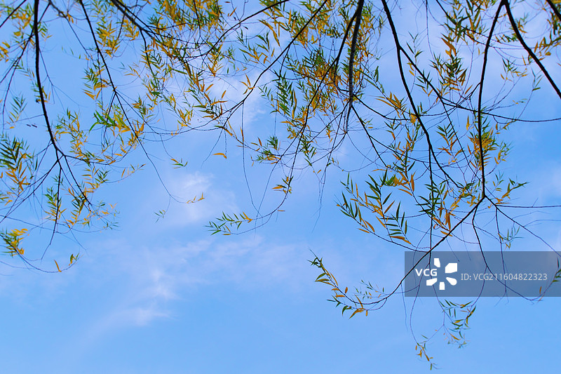 秋天初冬蓝色天空白云背景图壁纸。柳树柳条夕阳湖水黄叶落叶图片素材