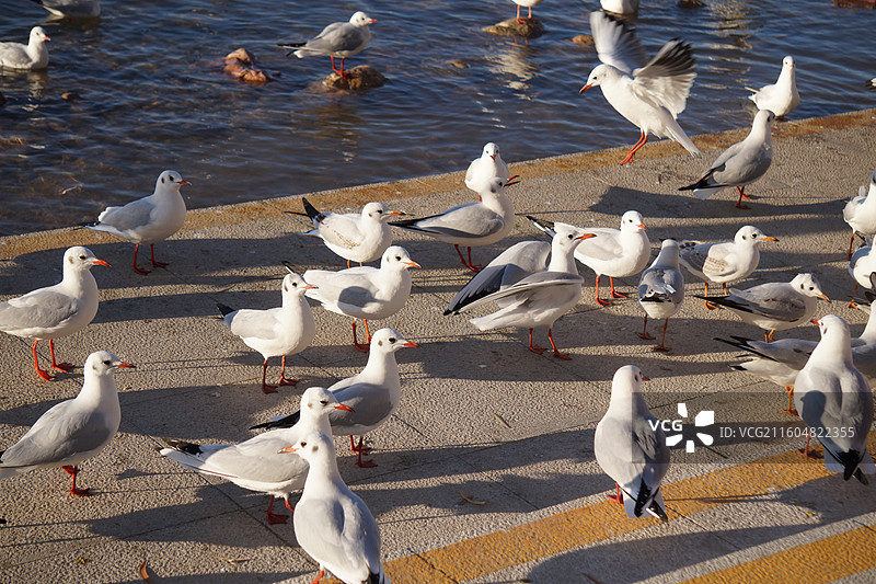 银川海宝公园湖面上的红嘴鸥图片素材