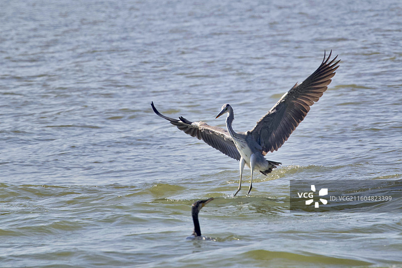 苍鹭与鸬鹚图片素材