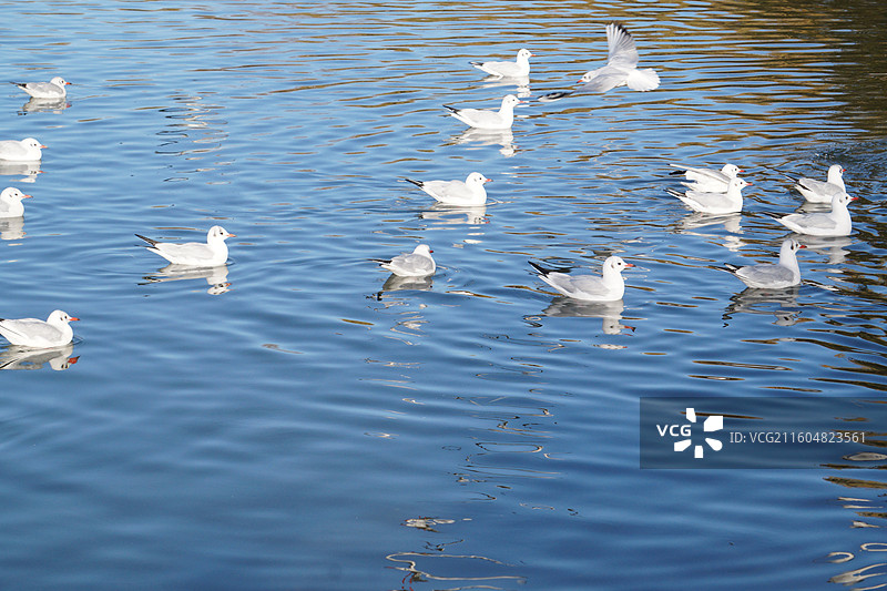 银川海宝公园湖面上的红嘴鸥图片素材