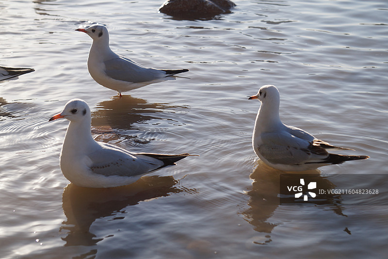 银川海宝公园湖面上的红嘴鸥图片素材