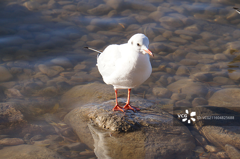 银川海宝公园湖面上的红嘴鸥图片素材