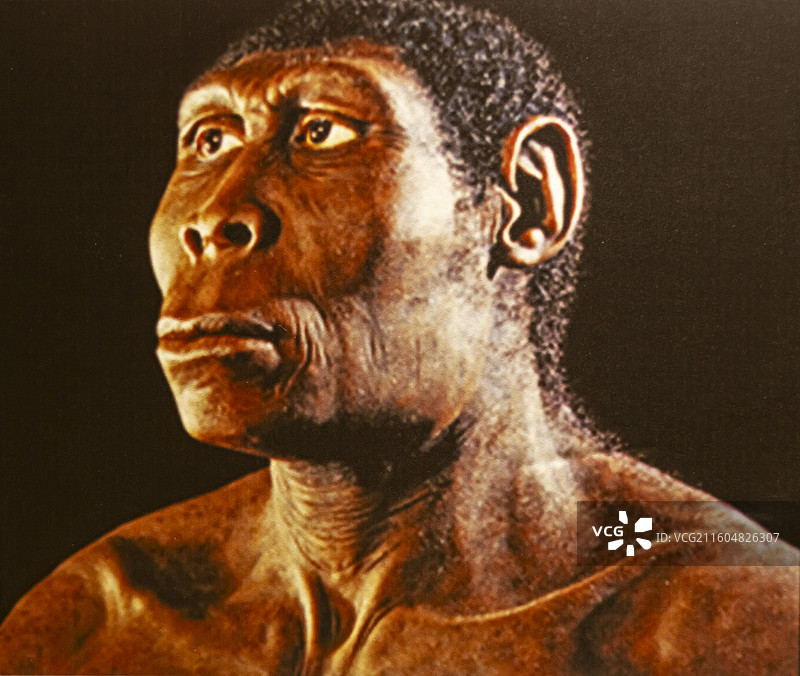 直立人 廊坊博物馆图片素材