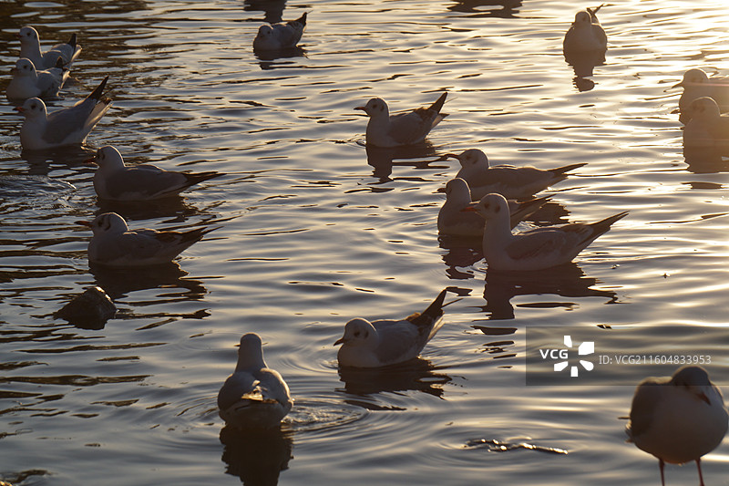 银川海宝公园湖面上的红嘴鸥图片素材