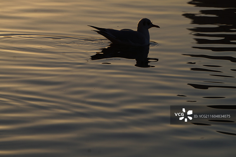 银川海宝公园湖面上的红嘴鸥图片素材