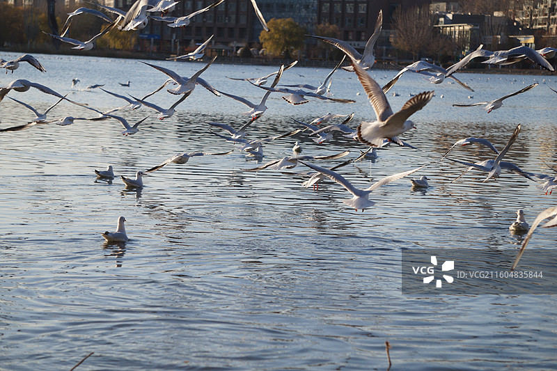银川海宝公园湖面上的红嘴鸥图片素材