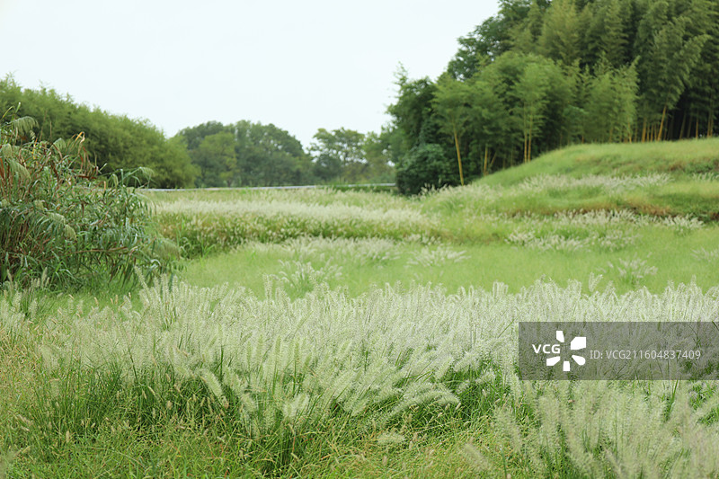 狗尾草图片素材