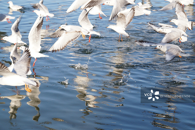 银川海宝公园湖面上的红嘴鸥图片素材