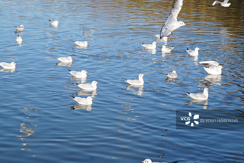 银川海宝公园湖面上的红嘴鸥图片素材