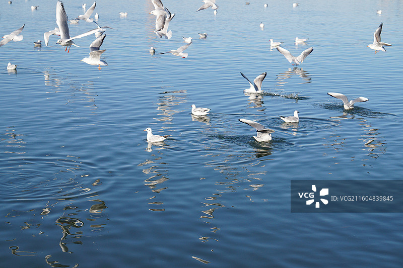 银川海宝公园湖面上的红嘴鸥图片素材