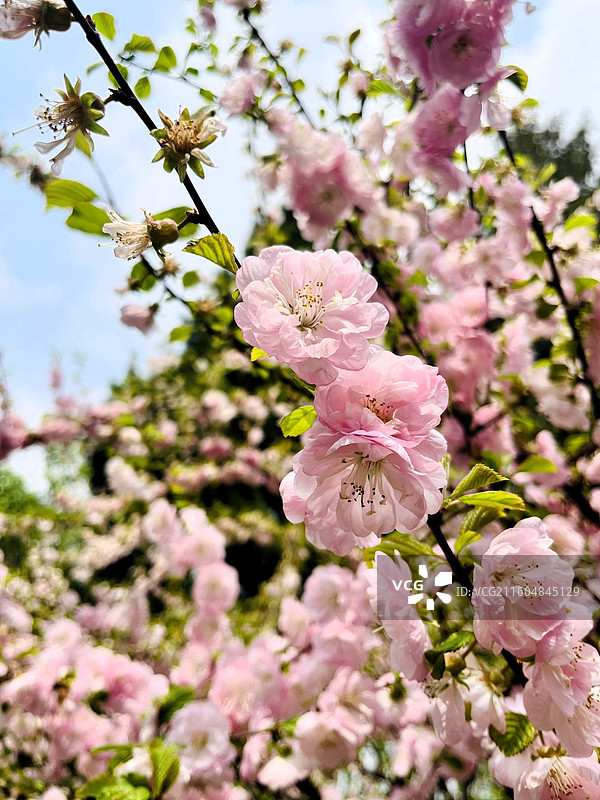 北京戒台寺 盛开的重瓣花朵 粉嫩的颜色 四月春天图片素材