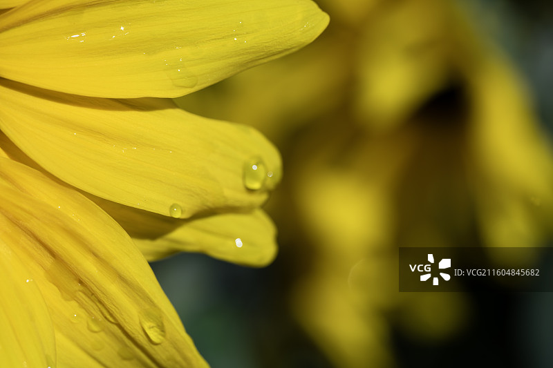 太阳花花瓣花蕊特写图片素材