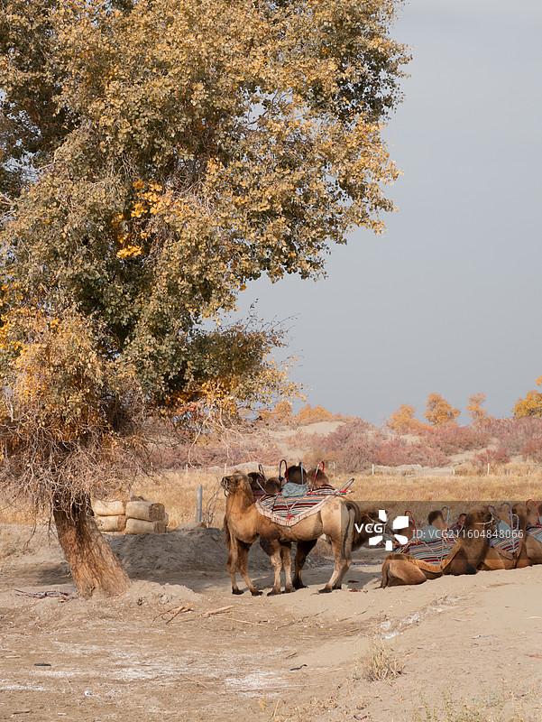 沙漠中胡杨下等待的骆驼群队伍图片素材