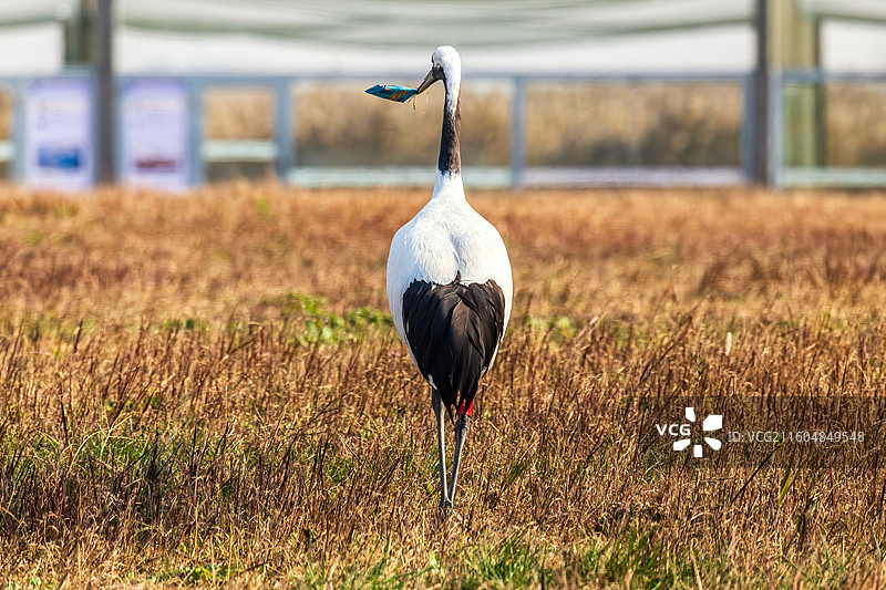 盐城的丹顶鹤图片素材