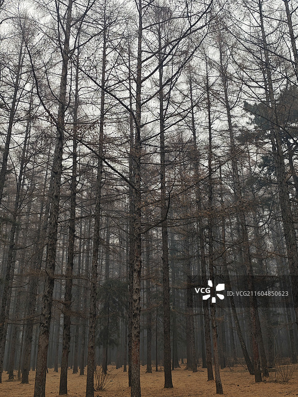 吉林长春净月潭国家森林公园黑松林图片素材