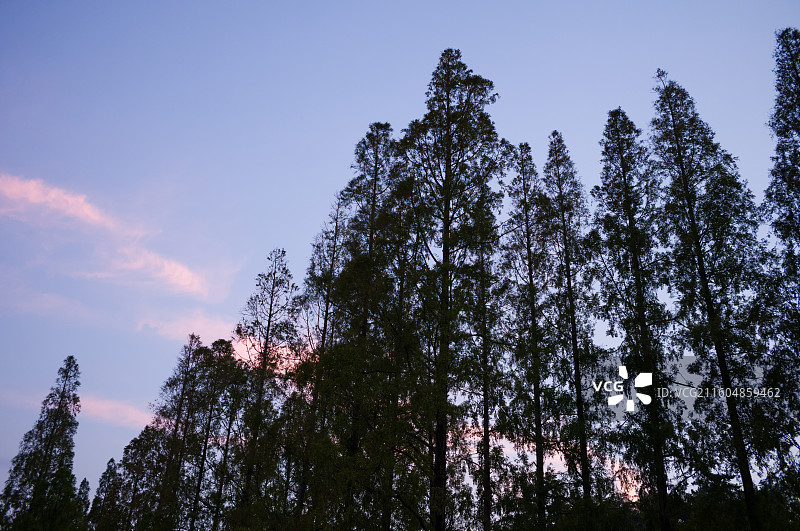苏州日落时树木顶着天空图片素材