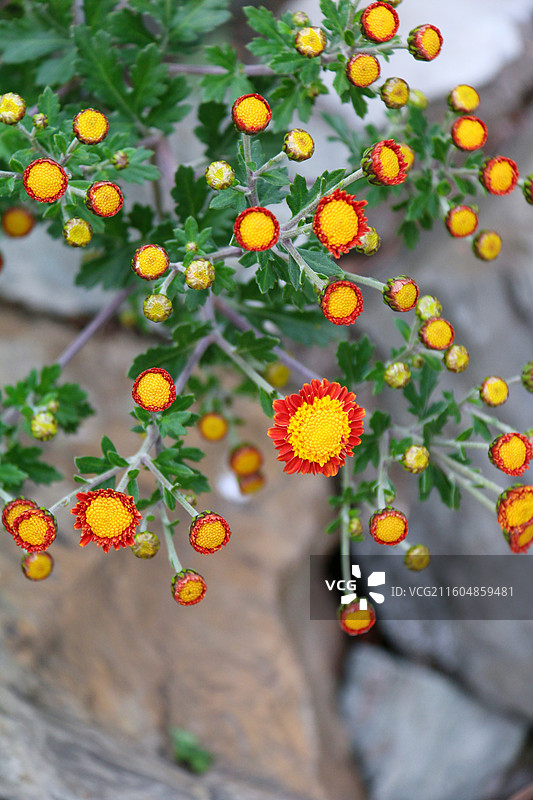 千头菊图片素材