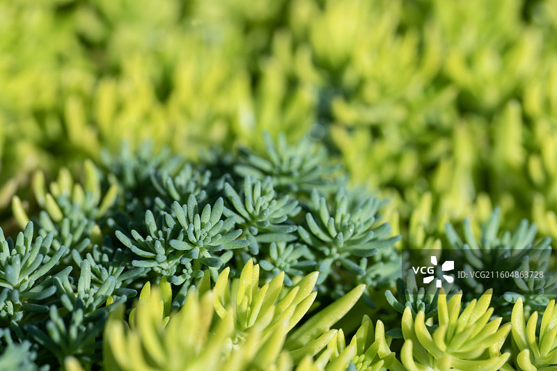 佛甲草特写图片素材